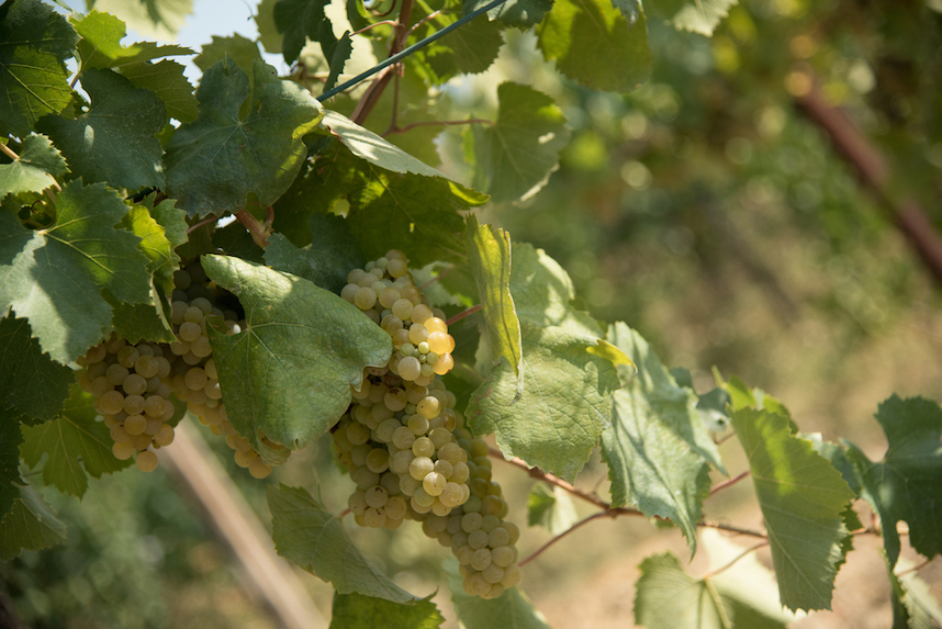 Greco di Tufo DOCG: un antico vino campano