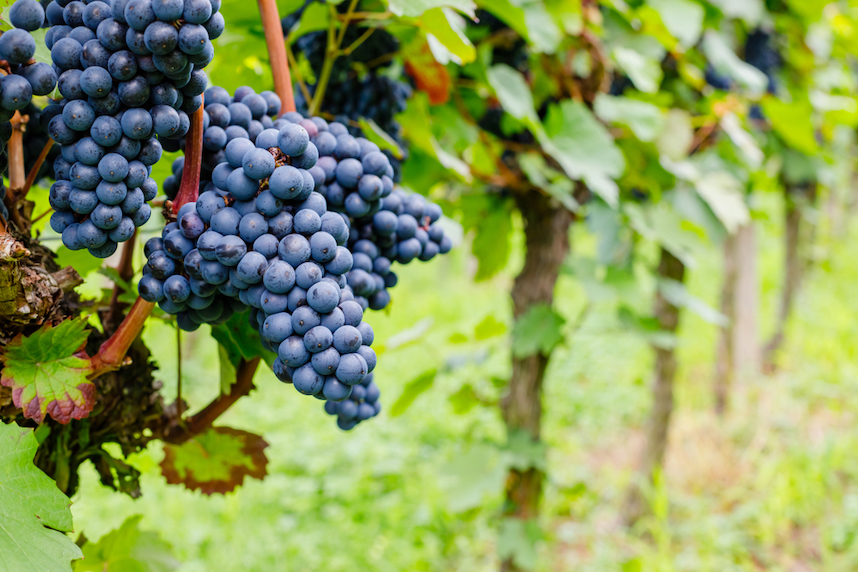 10 cose da sapere sul vitigno Pinot Nero