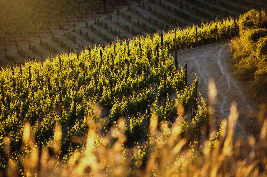 zona di produzione spumante alta langa docg